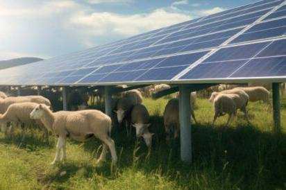 agrivoltaics- sheep grazing